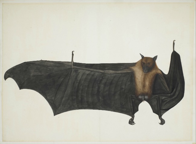 attributed to Bhawani Das, Indian, Great Indian Fruit Bat painting, ca. 1777–82